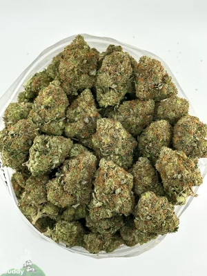 Greasy Pink flower shown as a group of buds in a bowl