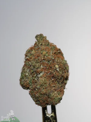 Greasy Pink single green bud with orange pistils and visible trichomes, view 1