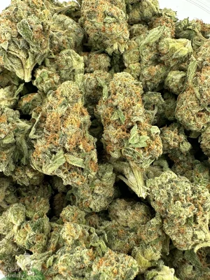 Green Crack small buds photographed together in an open bag