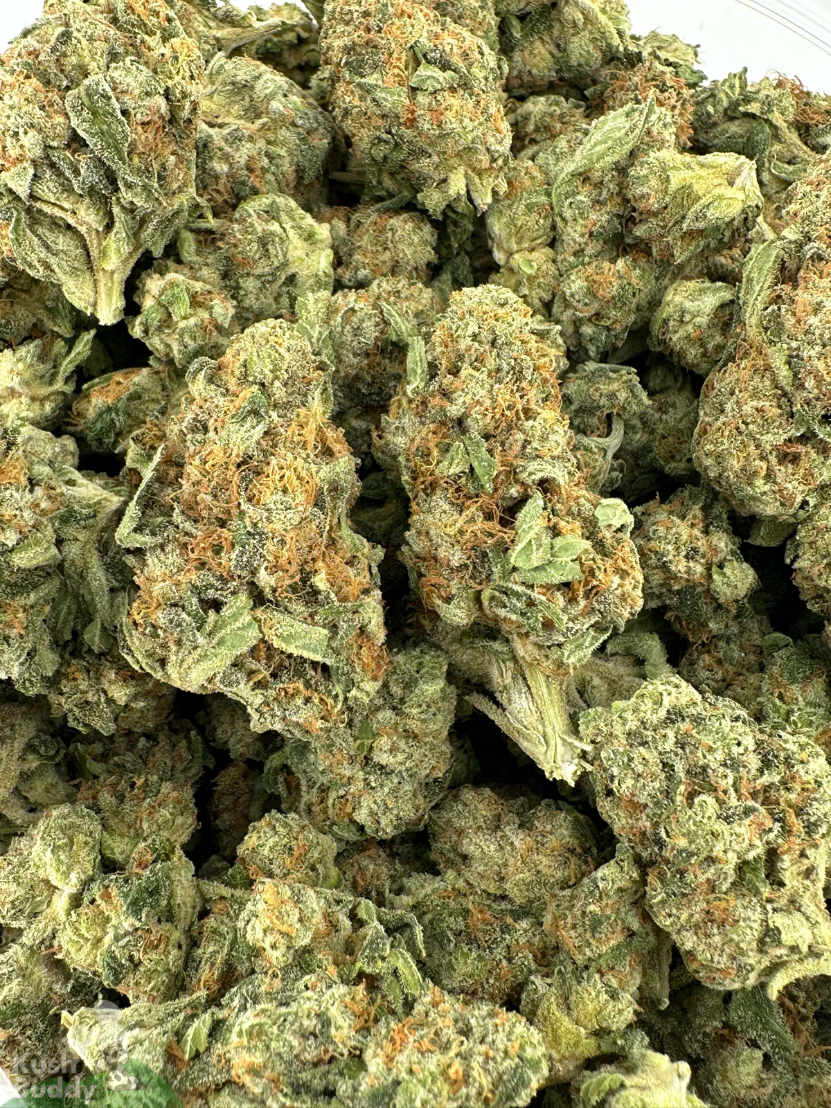 Green Crack small buds photographed together in an open bag