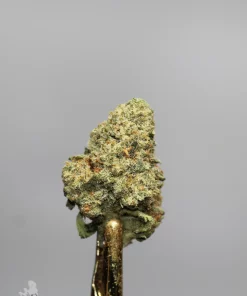 Green Crack bud with visible trichomes on a metal holder