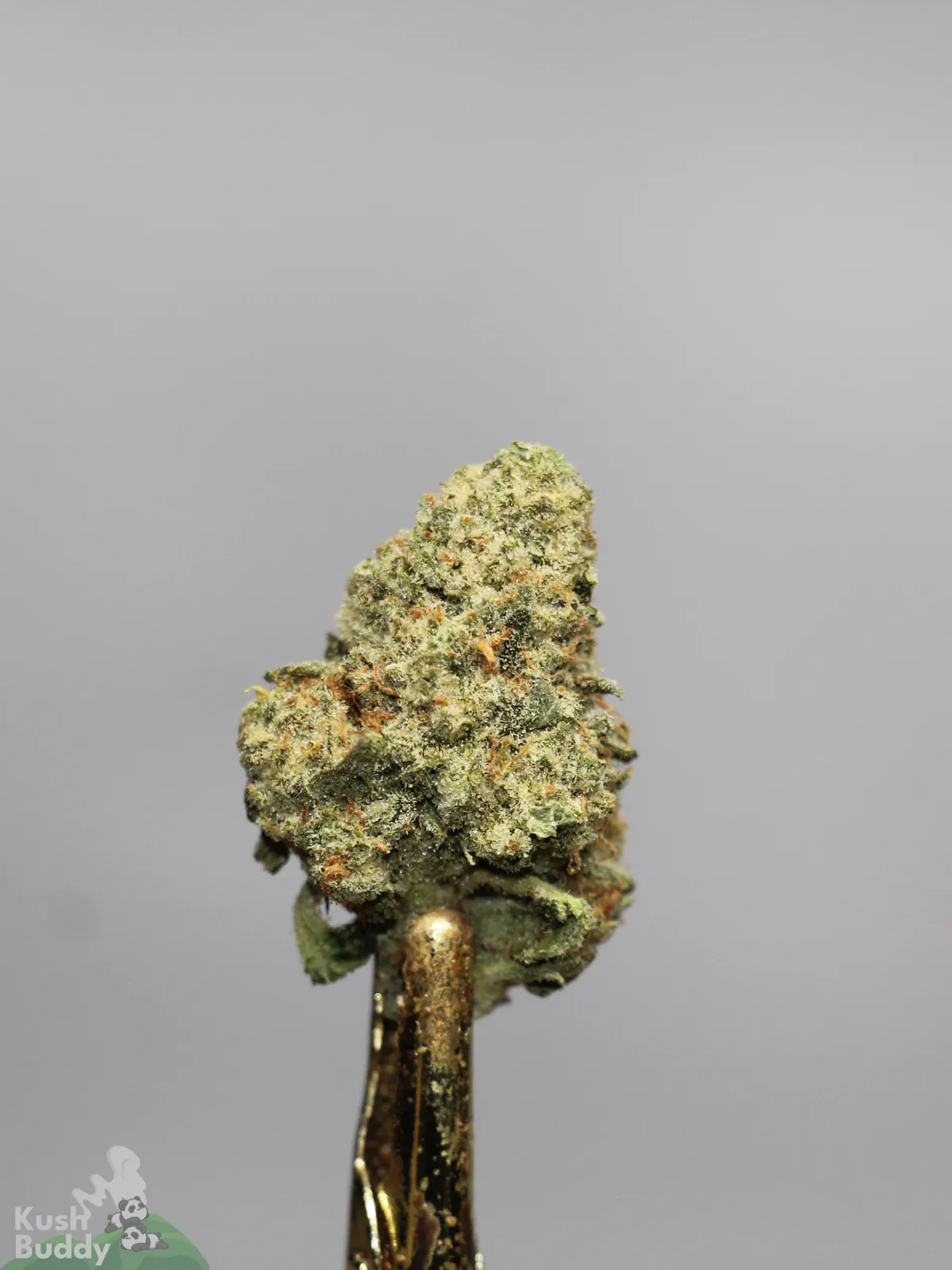 Green Crack bud with visible trichomes on a metal holder