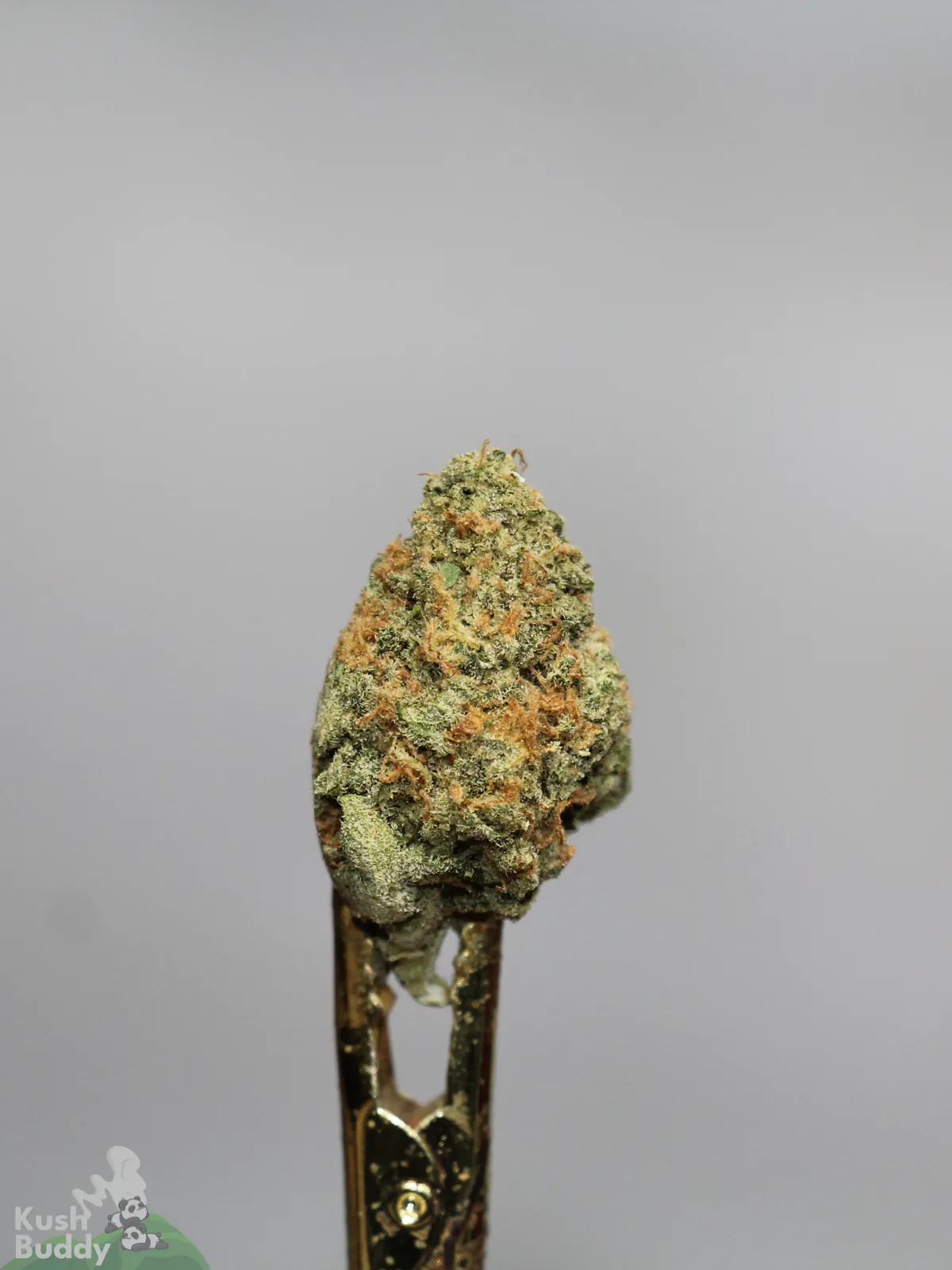 Green Crack flower close-up showing orange pistils and green colouring