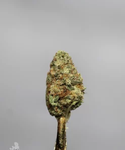 Green Crack single bud with orange pistils and visible trichomes
