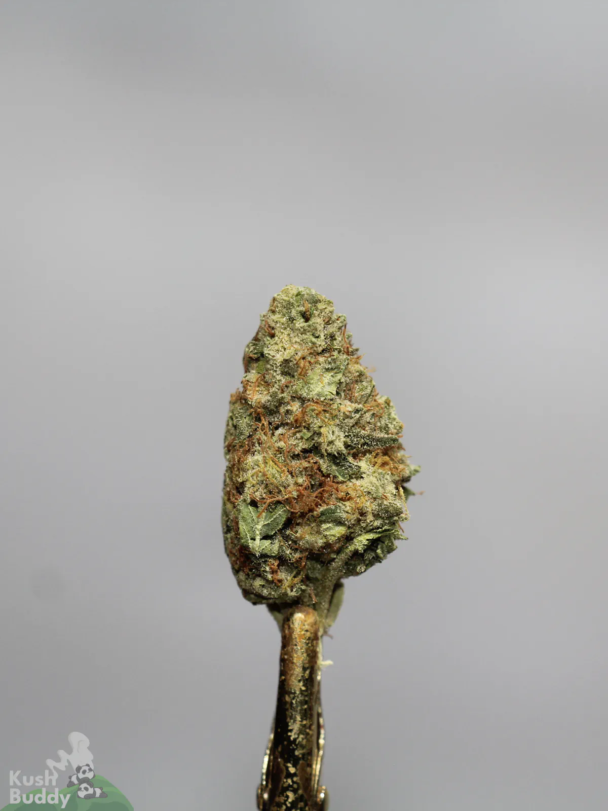 Green Crack single bud with orange pistils and visible trichomes