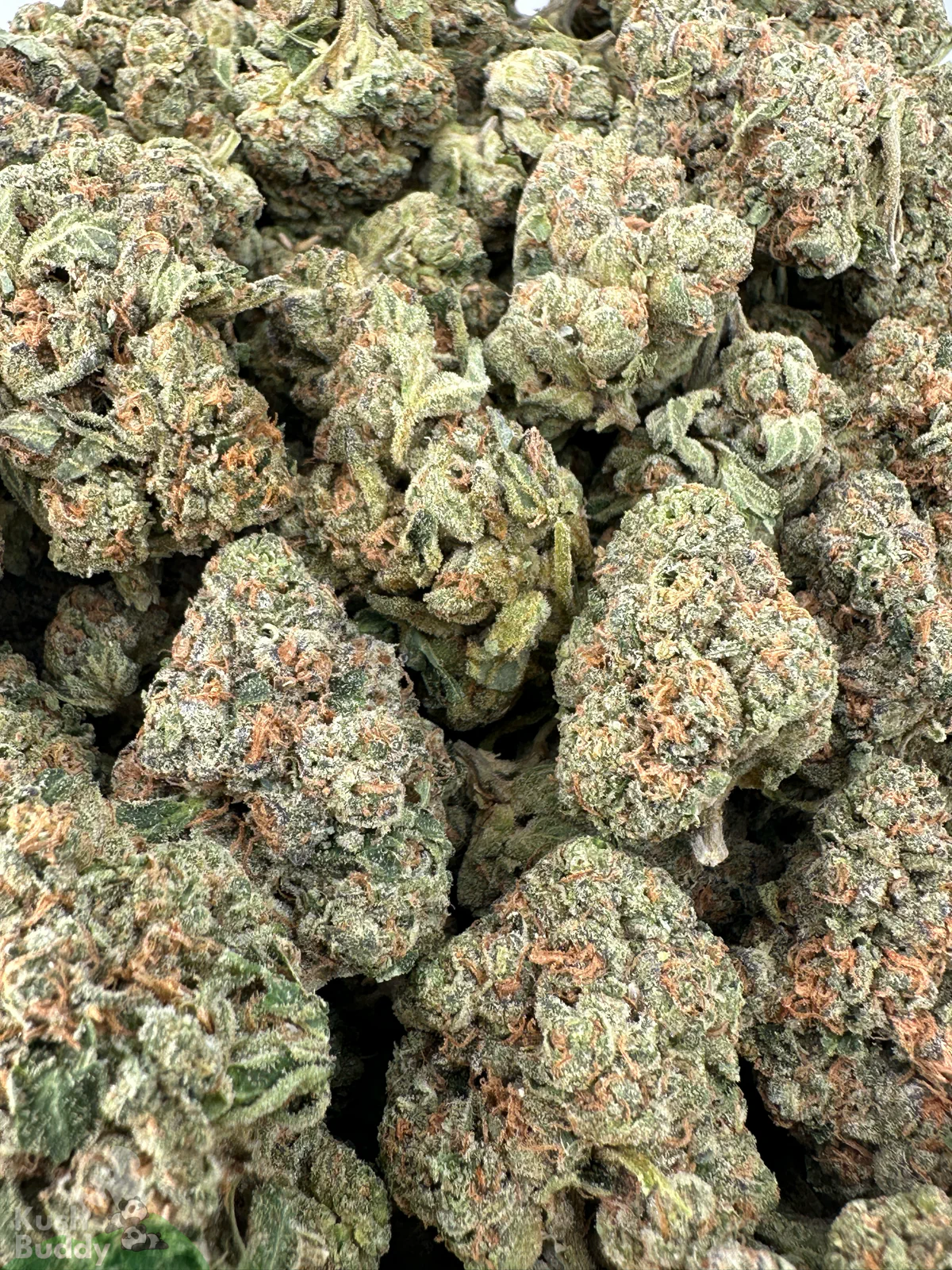 Hawaiian Punch small buds photographed together in an open bag