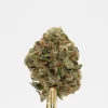Hawaiian Punch bud showing its natural colouring, orange pistils and visible trichomes