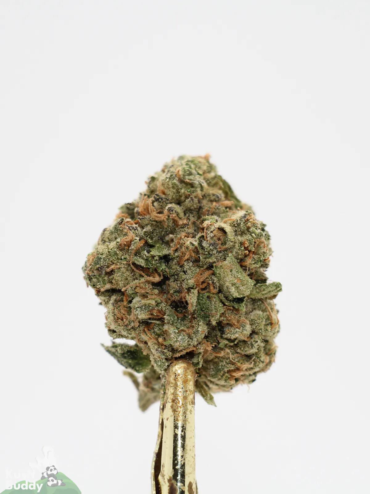 Hawaiian Punch bud showing its natural colouring, orange pistils and visible trichomes