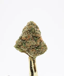 Hawaiian Punch bud showing its natural colouring, orange pistils and visible trichomes
