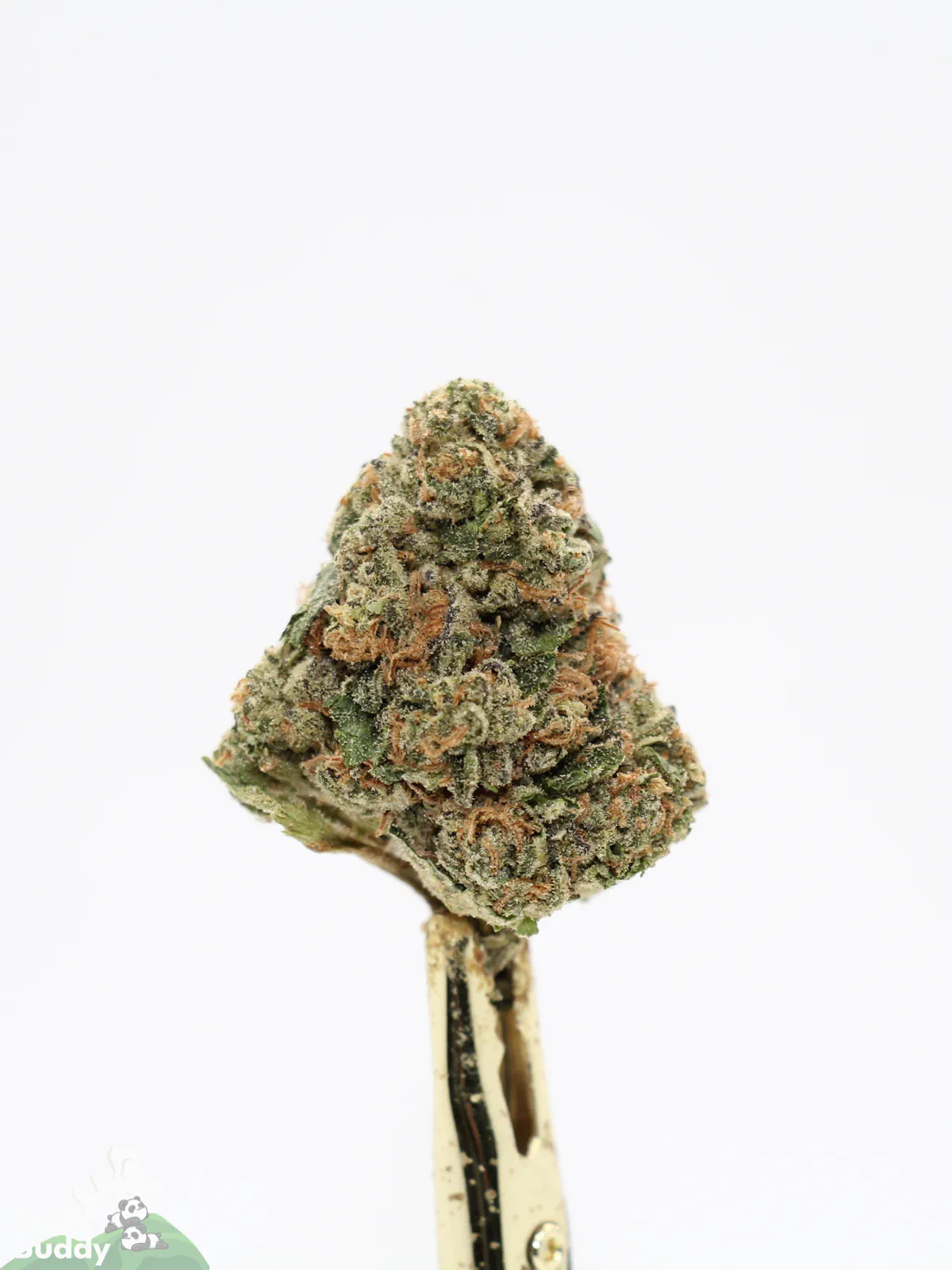 Hawaiian Punch bud showing its natural colouring, orange pistils and visible trichomes