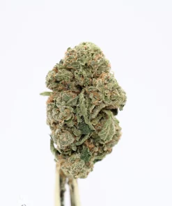 Hawaiian Punch bud showing its natural colouring, orange pistils and visible trichomes
