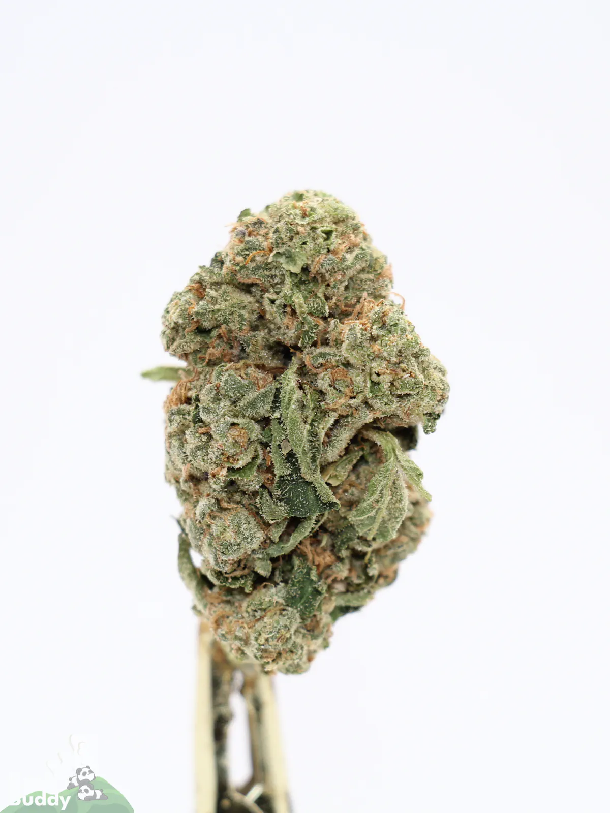 Hawaiian Punch bud showing its natural colouring, orange pistils and visible trichomes