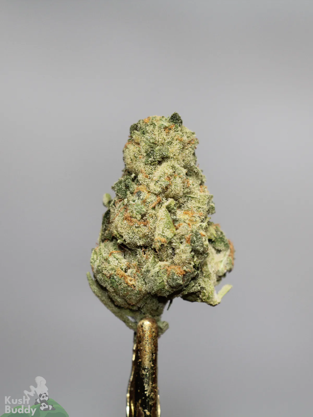 Ice Cream Cake bud with visible trichomes and orange pistils on a metal holder