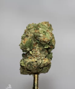 Ice Cream Cake flower close-up showing green colouring and orange pistils