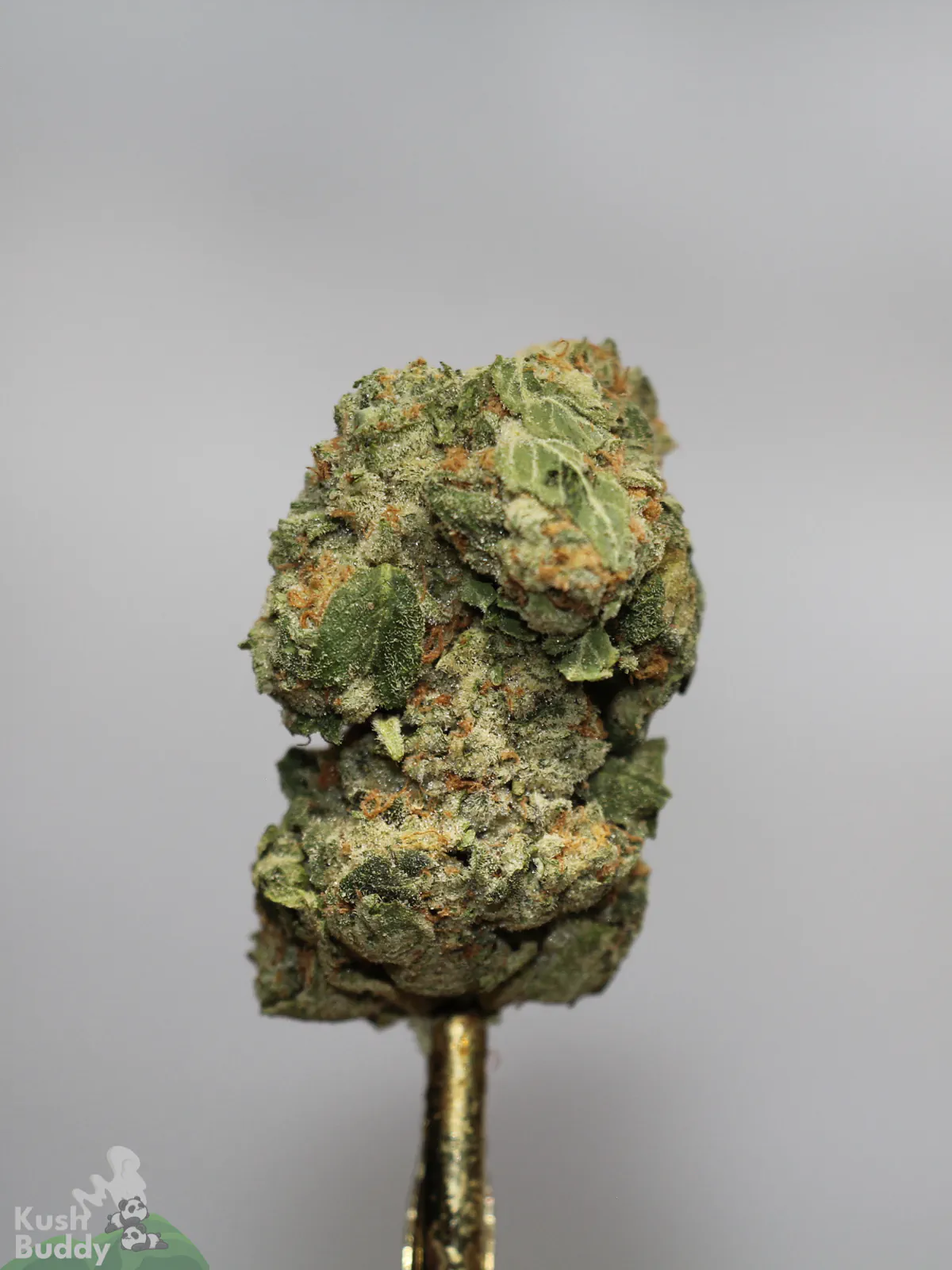 Ice Cream Cake flower close-up showing green colouring and orange pistils