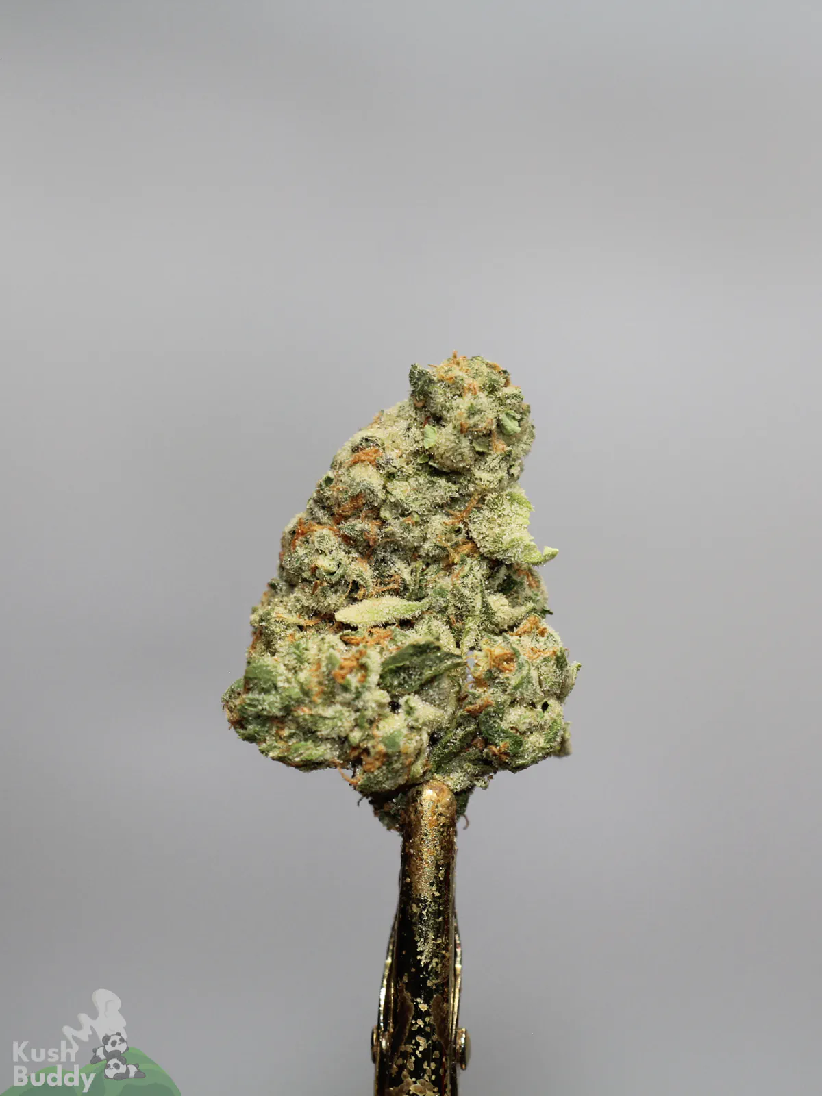 Ice Cream Cake single bud showing its trichome coating