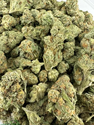 Jack Herer small buds photographed together in an open bag