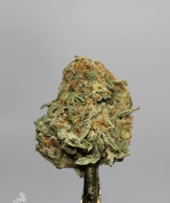 (AAA) Jack Herer