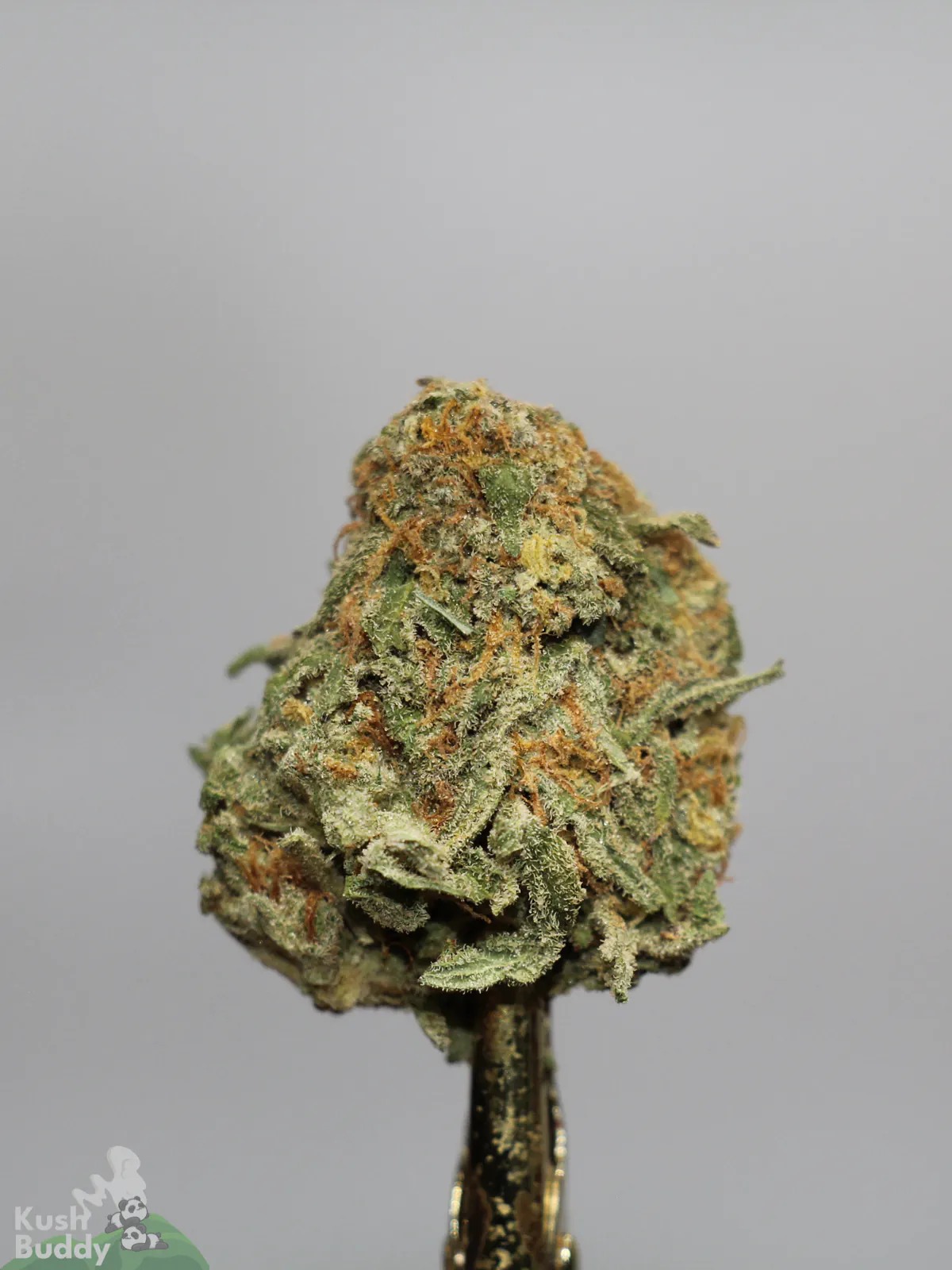 Jack Herer bud showing orange pistils and visible trichomes