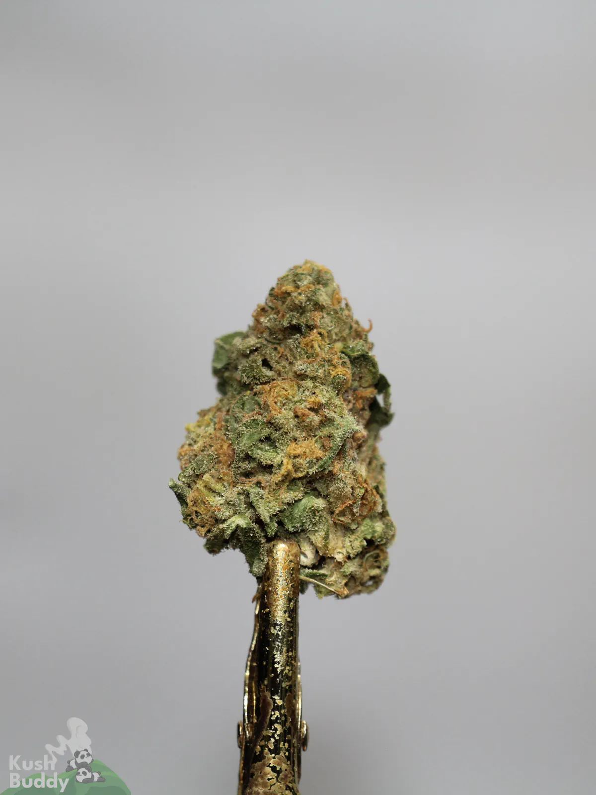 Side view of a Jack Herer bud on a metal holder