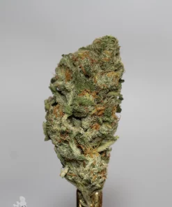 Jack Herer flower close-up showing green colouring and orange pistils