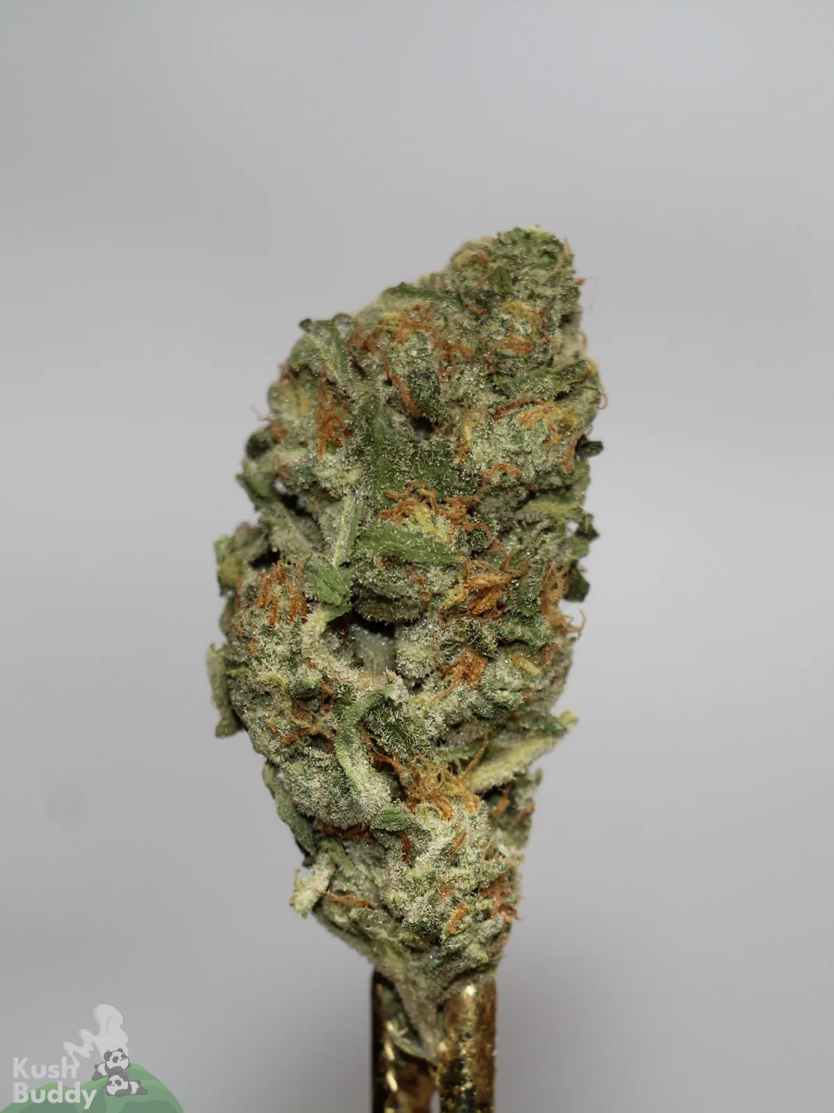Jack Herer flower close-up showing green colouring and orange pistils