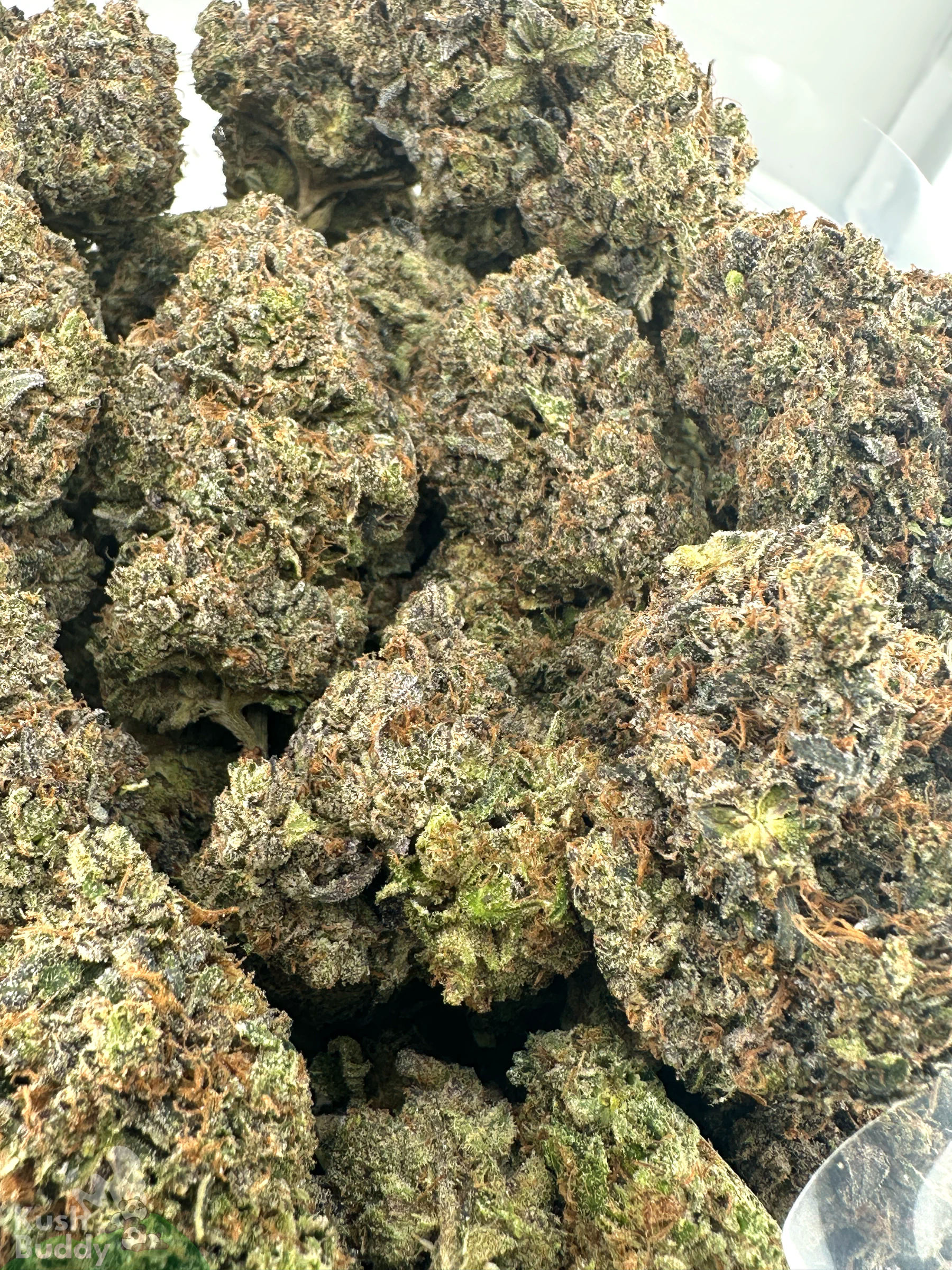 Black Series - Mike Tyson OG (LSO) - Image 6