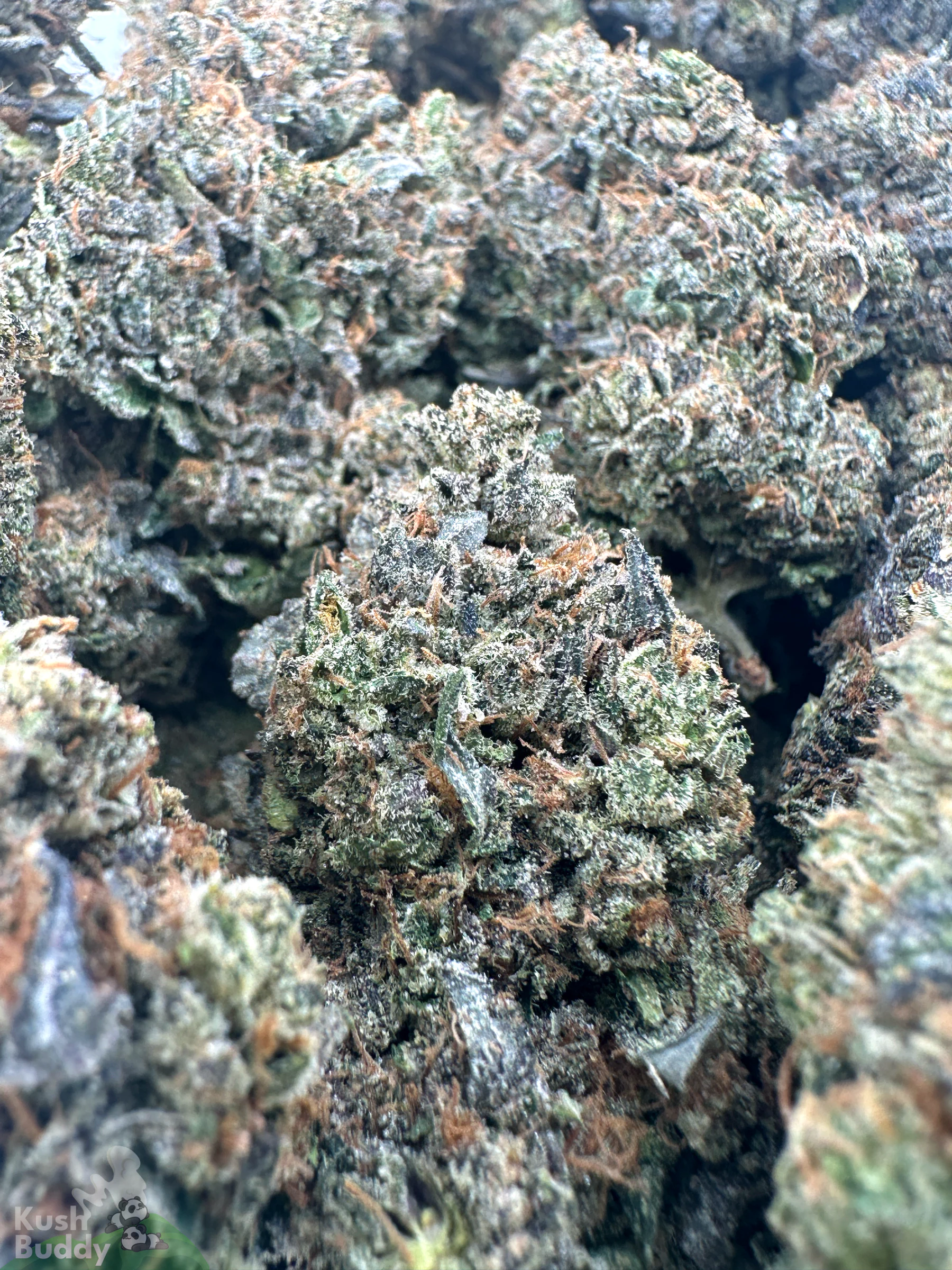 Black Series - Mike Tyson OG (LSO) - Image 7