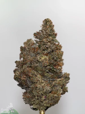 Black Series - Mike Tyson OG (LSO)