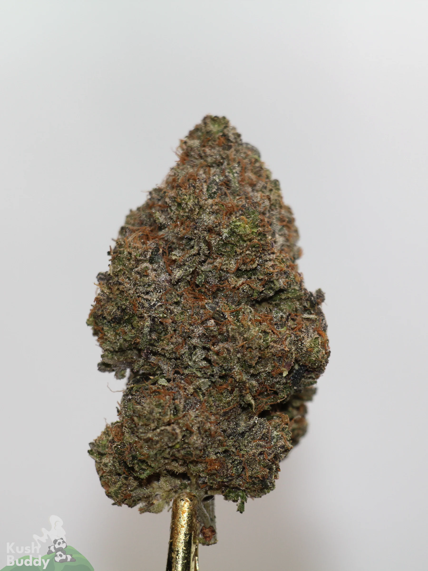 Black Series - Mike Tyson OG (LSO) - Image 2