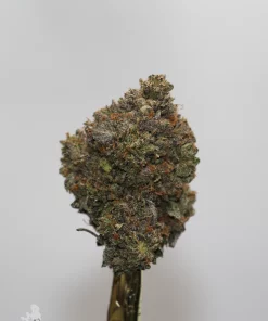 Black Series - Mike Tyson OG (LSO) - Image 3