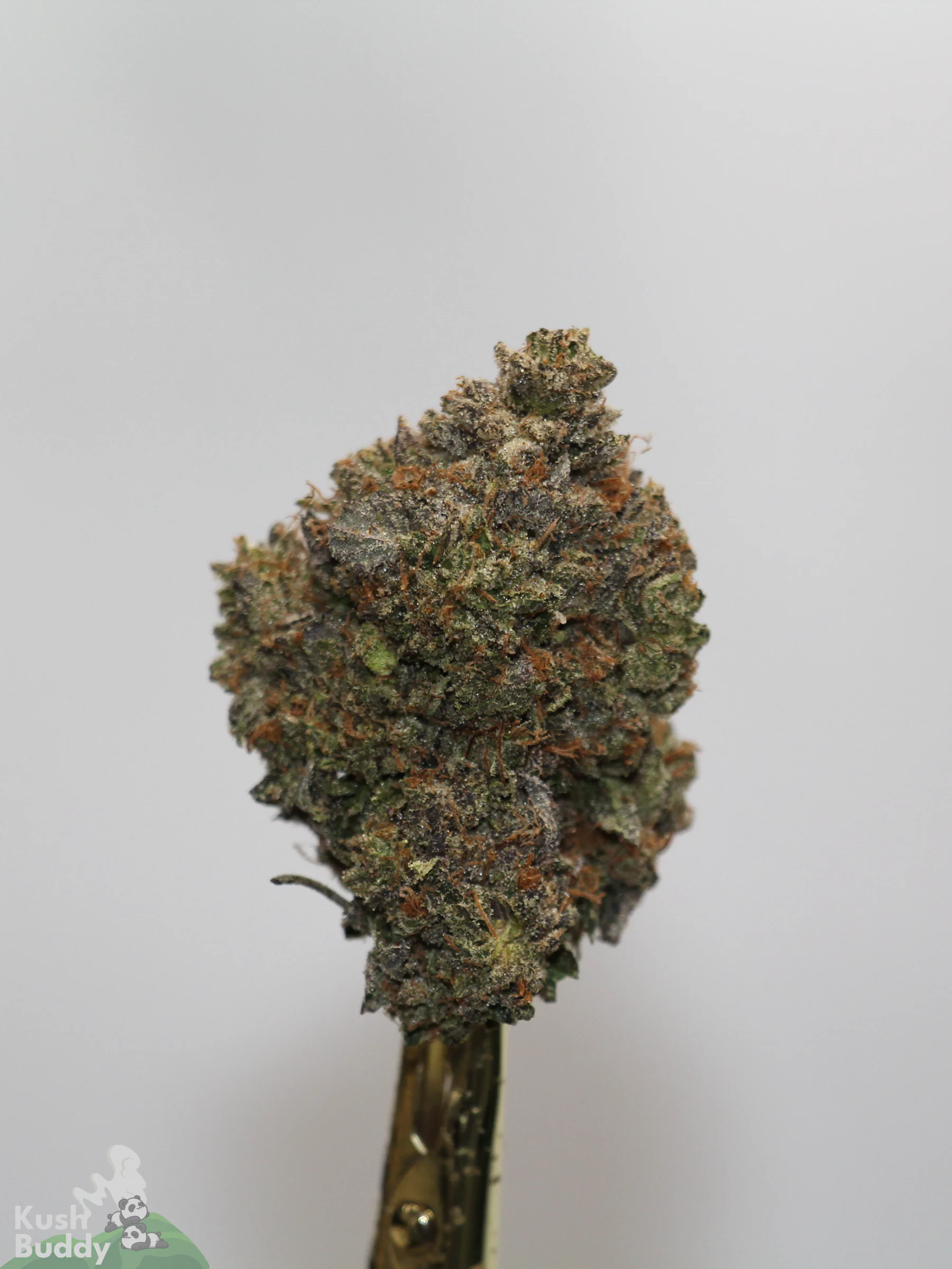 Black Series - Mike Tyson OG (LSO) - Image 3