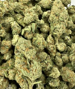 Close-up of grouped Pina Colada buds showing varied sizes, green colouring and orange pistils.
