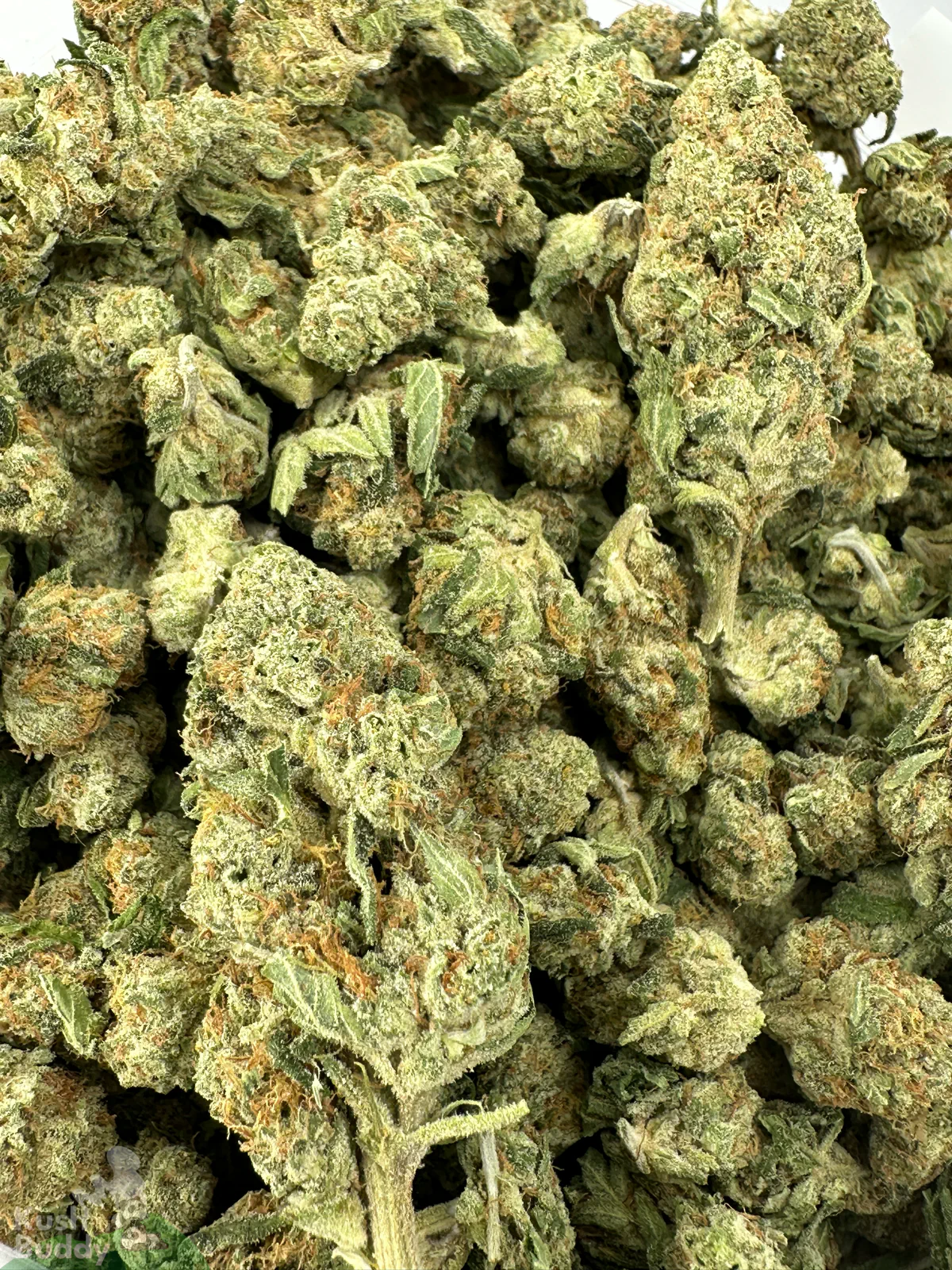 Close-up of grouped Pina Colada buds showing varied sizes, green colouring and orange pistils.