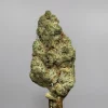 Pina Colada flower with green colouring, orange pistils and visible trichomes against a grey background.