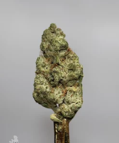 Pina Colada flower with green colouring, orange pistils and visible trichomes against a grey background.