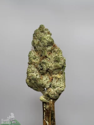 Pina Colada flower with green colouring, orange pistils and visible trichomes against a grey background.