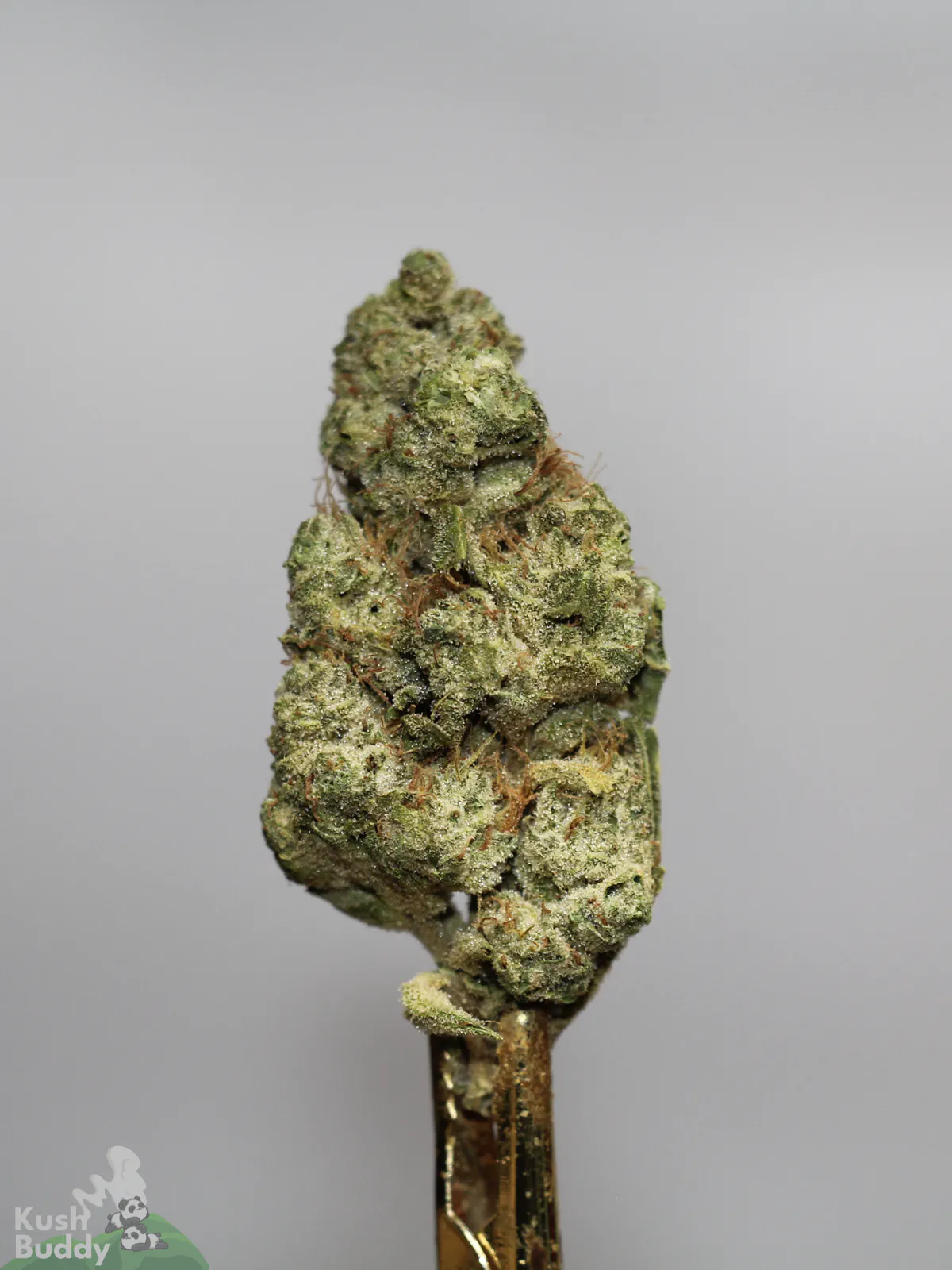 Pina Colada flower with green colouring, orange pistils and visible trichomes against a grey background.