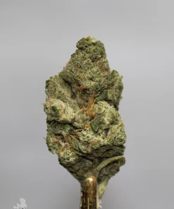 Another angle of a Pina Colada bud showing green flower and orange pistils.