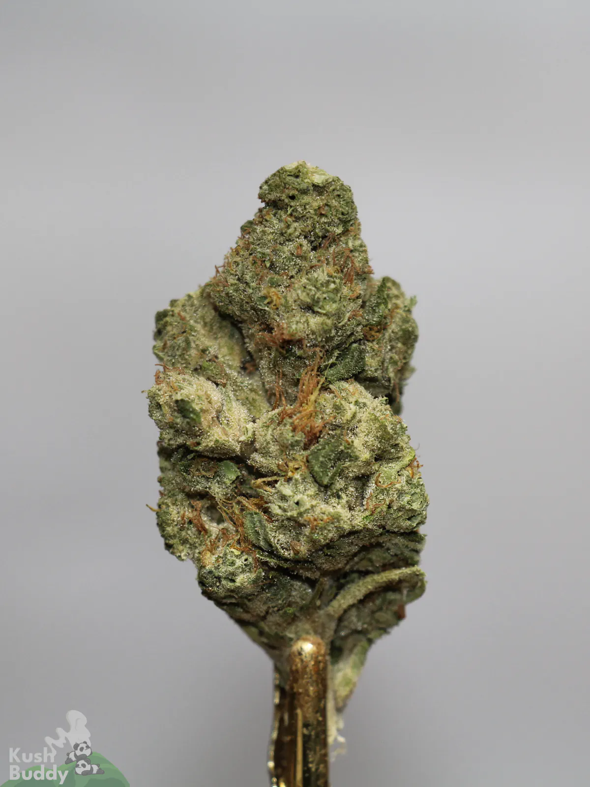 Another angle of a Pina Colada bud showing green flower and orange pistils.