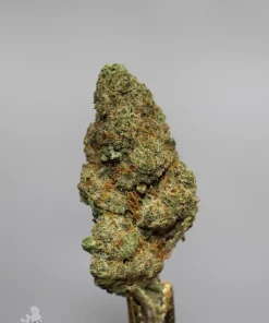 Pina Colada bud viewed from the side with visible trichomes and orange pistils.