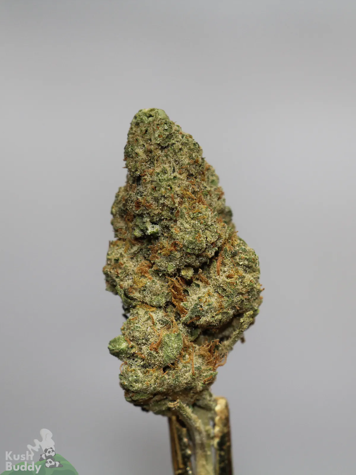 Pina Colada bud viewed from the side with visible trichomes and orange pistils.