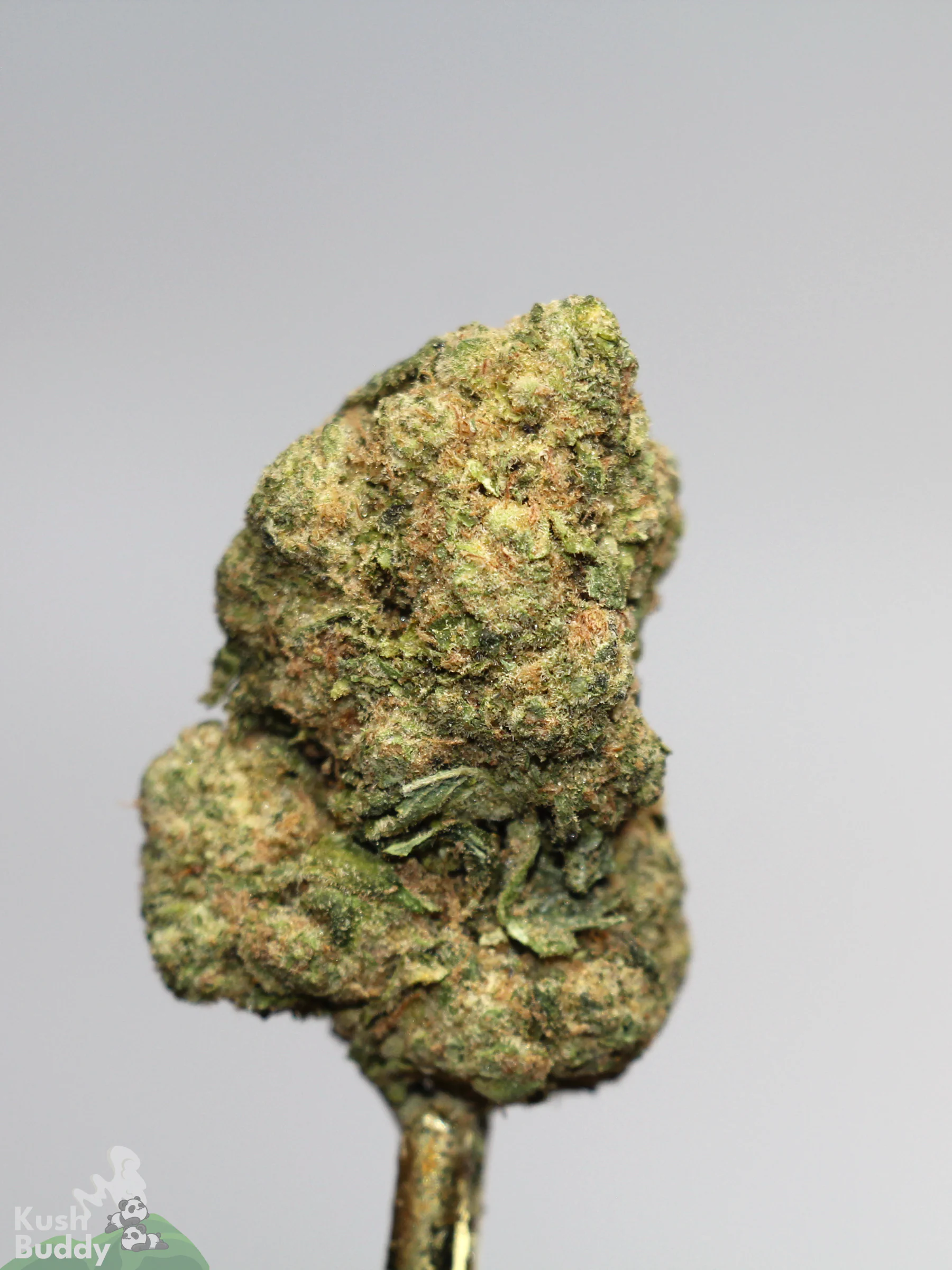 (AAAA) Pineapple Express - Image 4