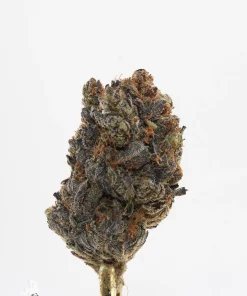 Pink Kush Oct 2026 4