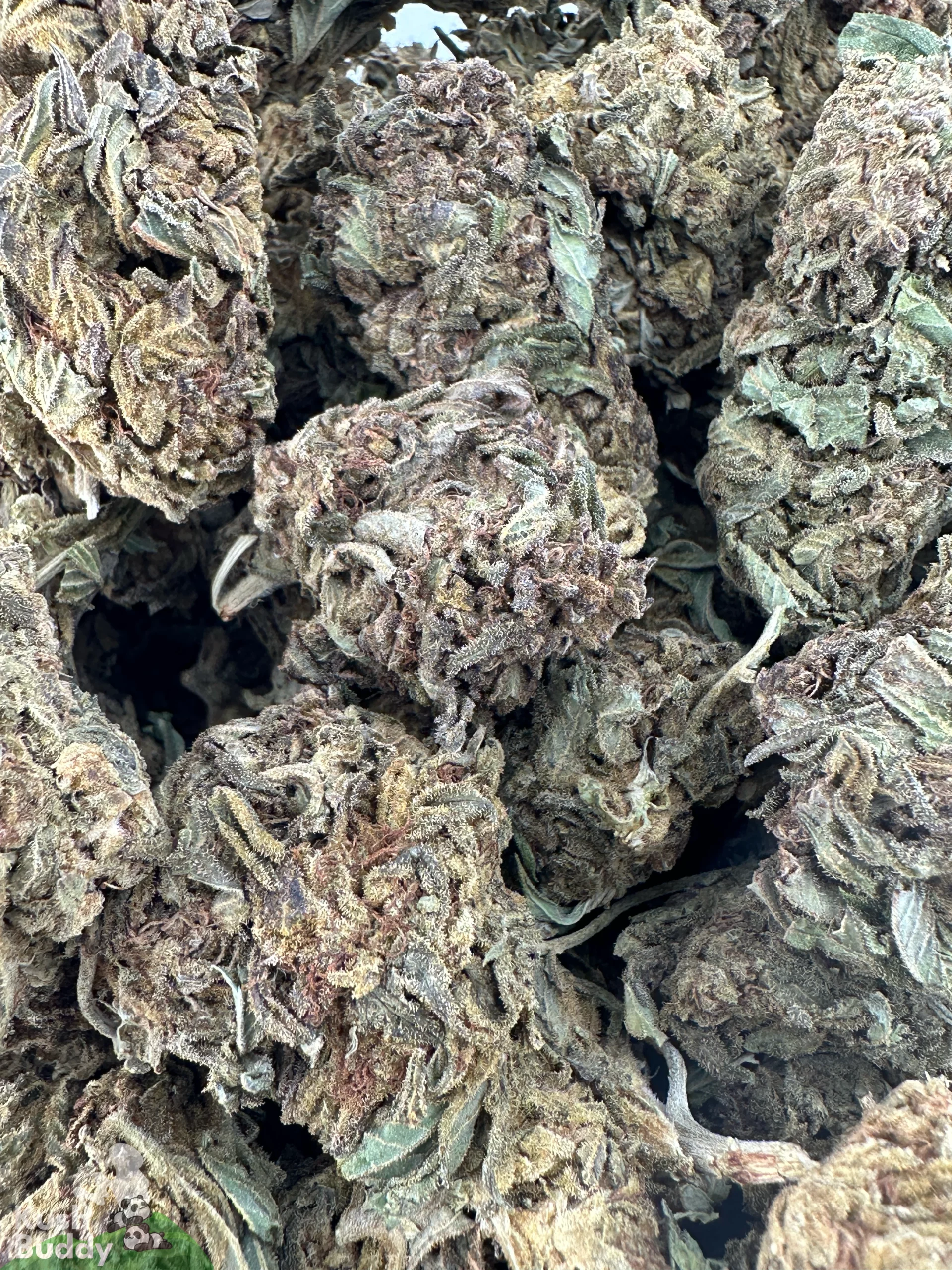 Processing Buds Oct 2026 1
