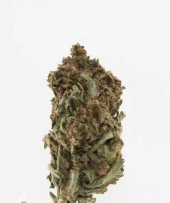 Processing Buds Oct 2026 2
