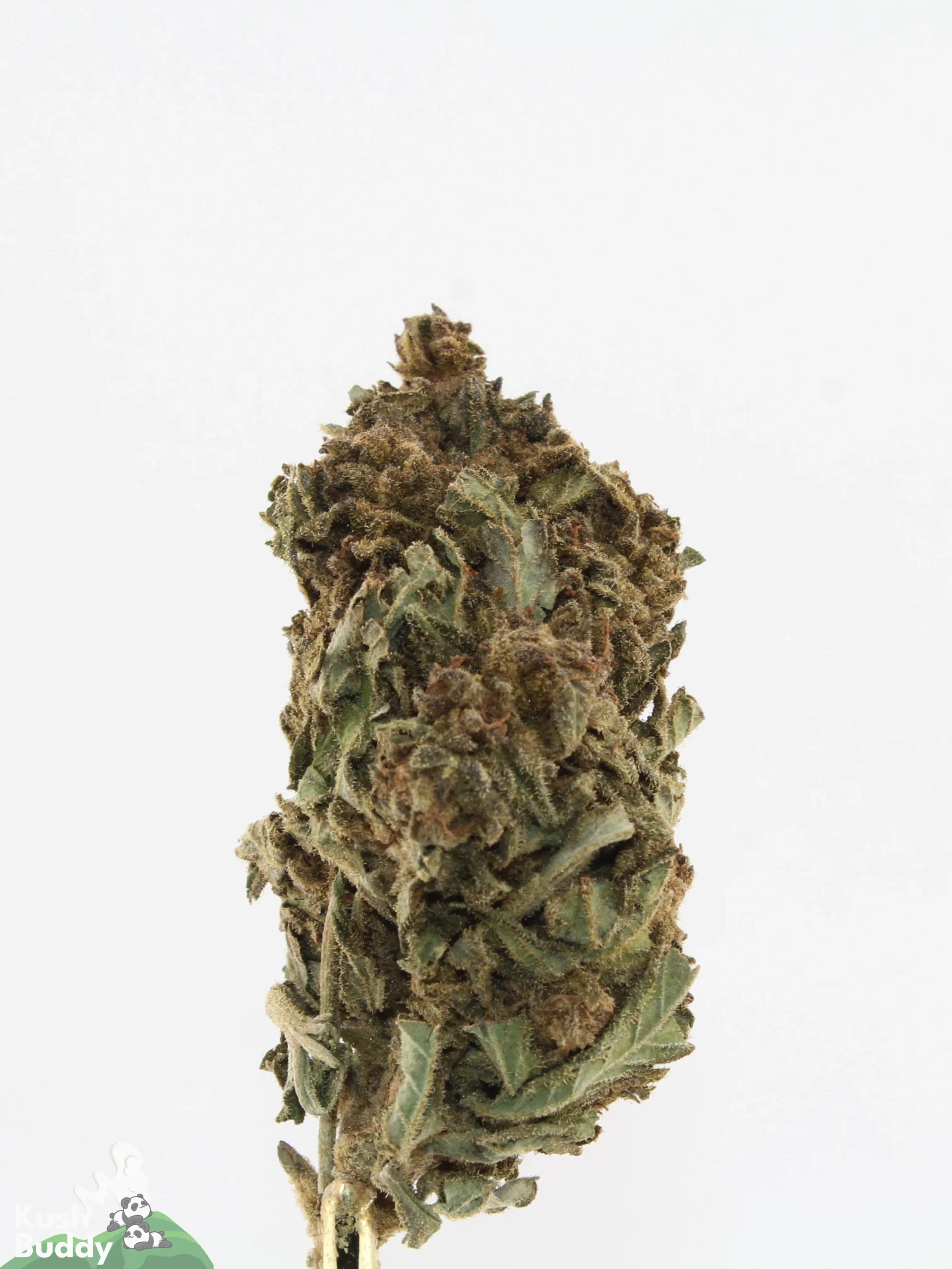 Processing Buds Oct 2026 2