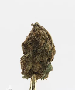 Processing Buds Oct 2026 3