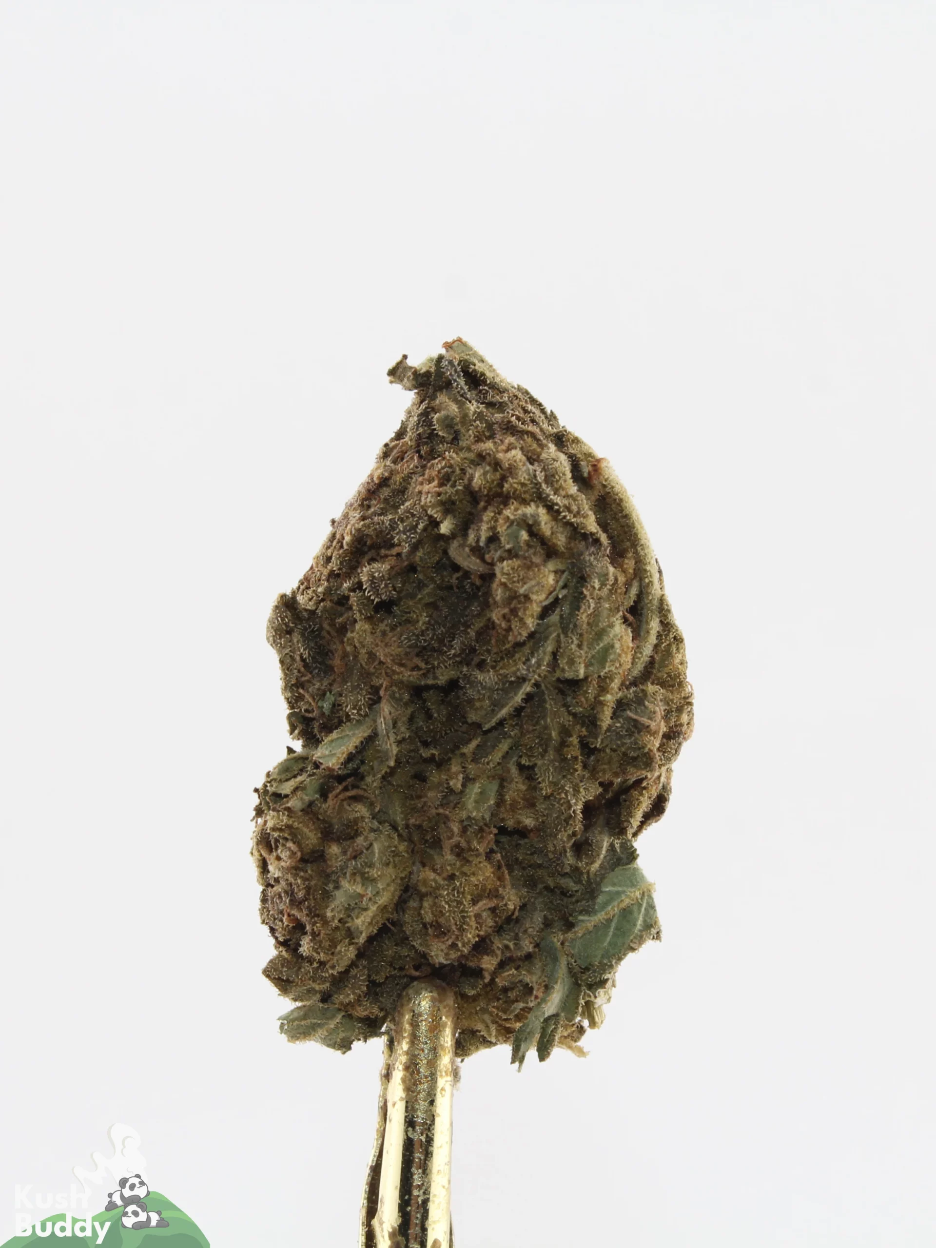 Processing Buds Oct 2026 3
