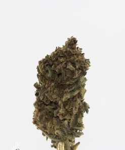 Processing Buds Oct 2026 4